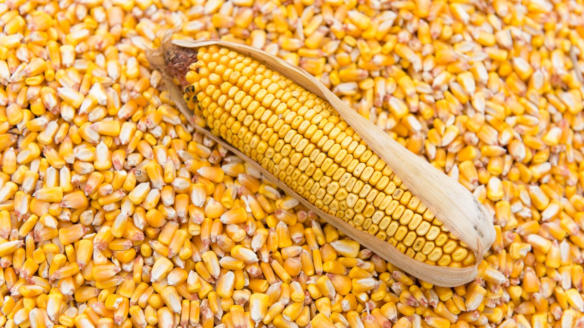 DRAGIC RISE IN FREIGHT COSTS INCREASED LOGISTICS COSTS AND NARROWED CORN TRADE MARGIN — BROKERS