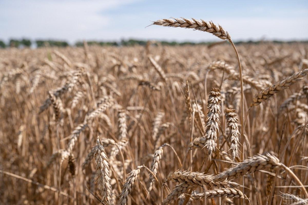Ukrainian grain may become uncompetitive: Turkey introduced a barrier duty