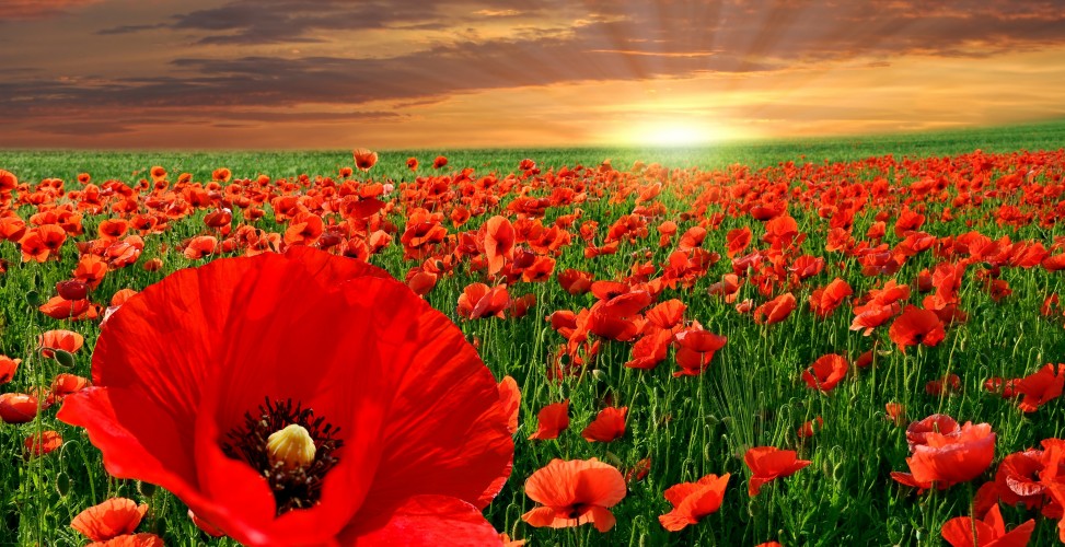 День пам&#039;яті та перемоги над нацизмом у Другій світовій війні.