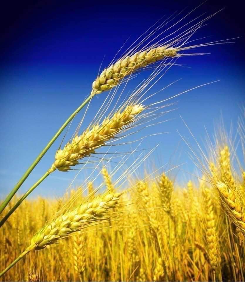 Інформація щодо ситуації з передачею зернових вантажів Інформація щодо ситуації з передачею зернових вантажів